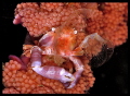   softcoral crab eating  